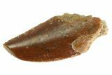 Serrated Raptor Tooth - Real Dinosaur Tooth #333308-1